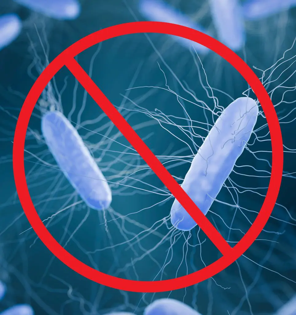 Bacteria